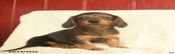 Dachshund dogs for sale: Lily  - Ad 2