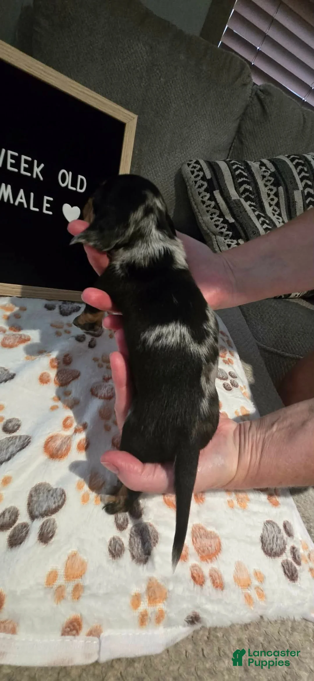 Miniature Dachshund dogs for sale: Miniature Dachshund 1 - Ad 2