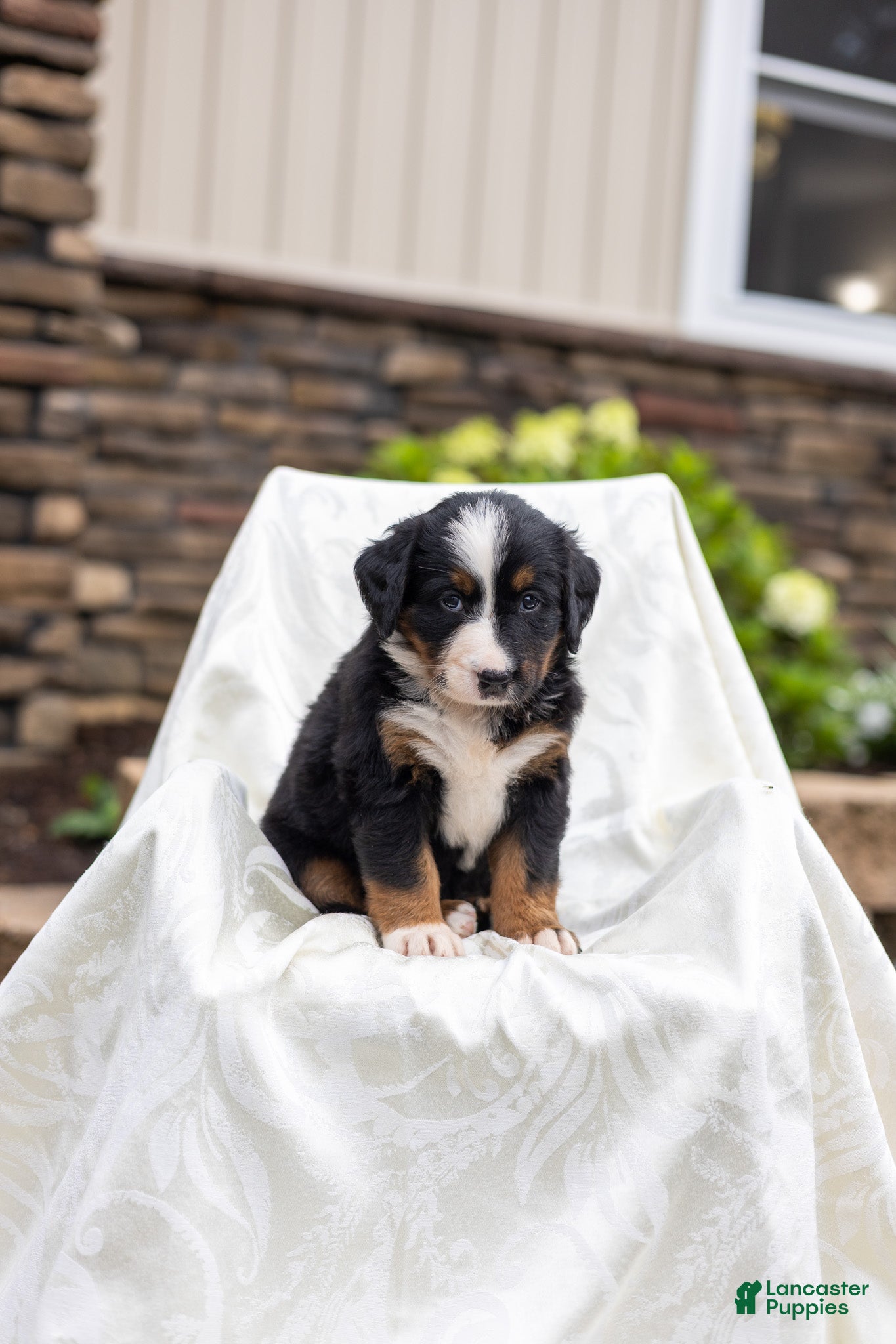 Bernese Mountain Dog dogs Remy - Ad 2