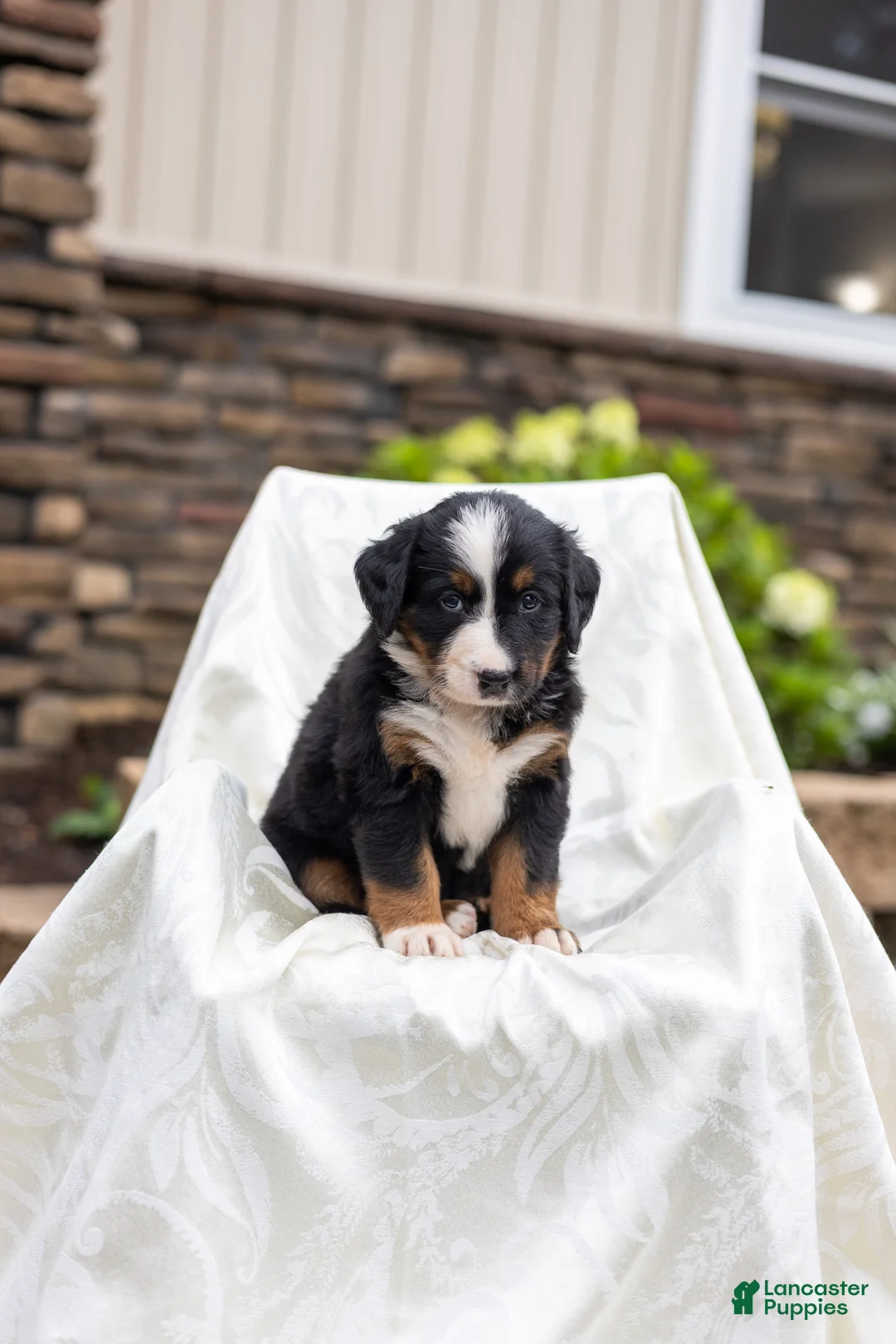 Bernese Mountain Dog dogs for sale: Remy - Ad 2