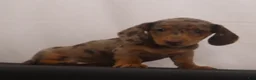 Dachshund dogs for sale: Missy - Ad 9