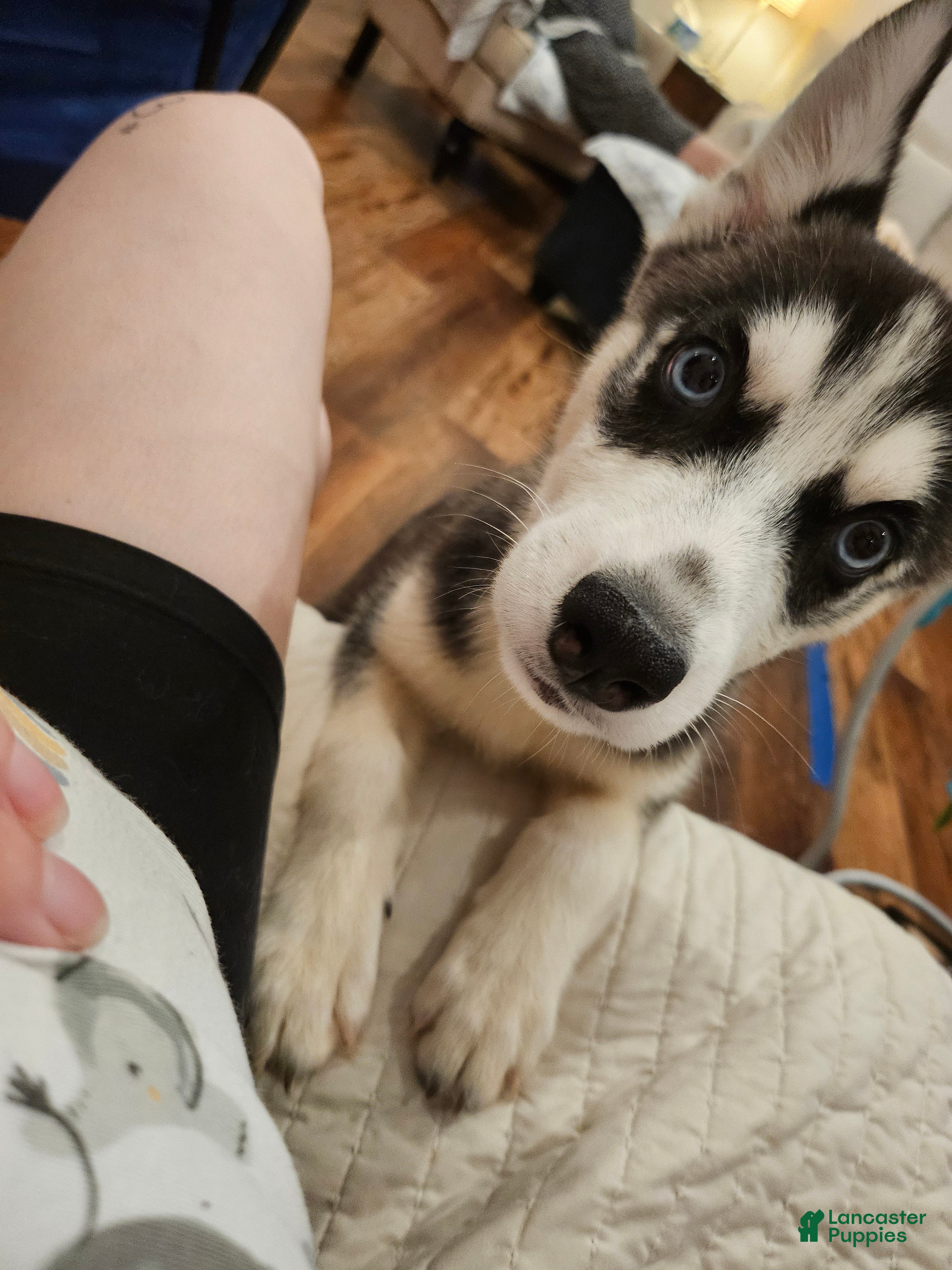 Siberian Husky dogs Siberian Husky Puppy 2 - Ad 22