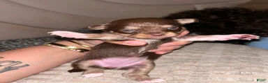 Chihuahua 1