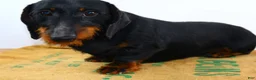 Dachshund dogs for sale: Dachshund Puppy 1 - Ad 9