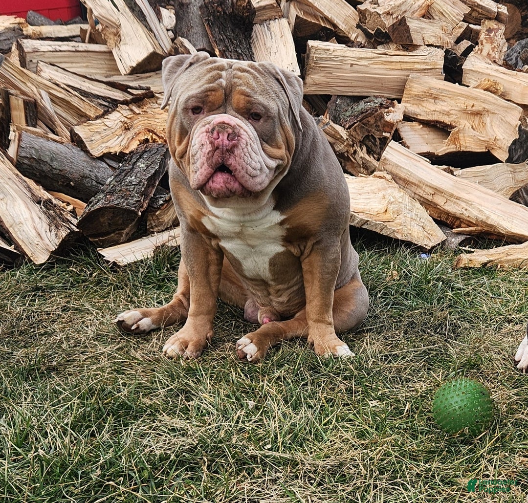 Merle Ioeba Registered Olde English Bulldogge Olde English
