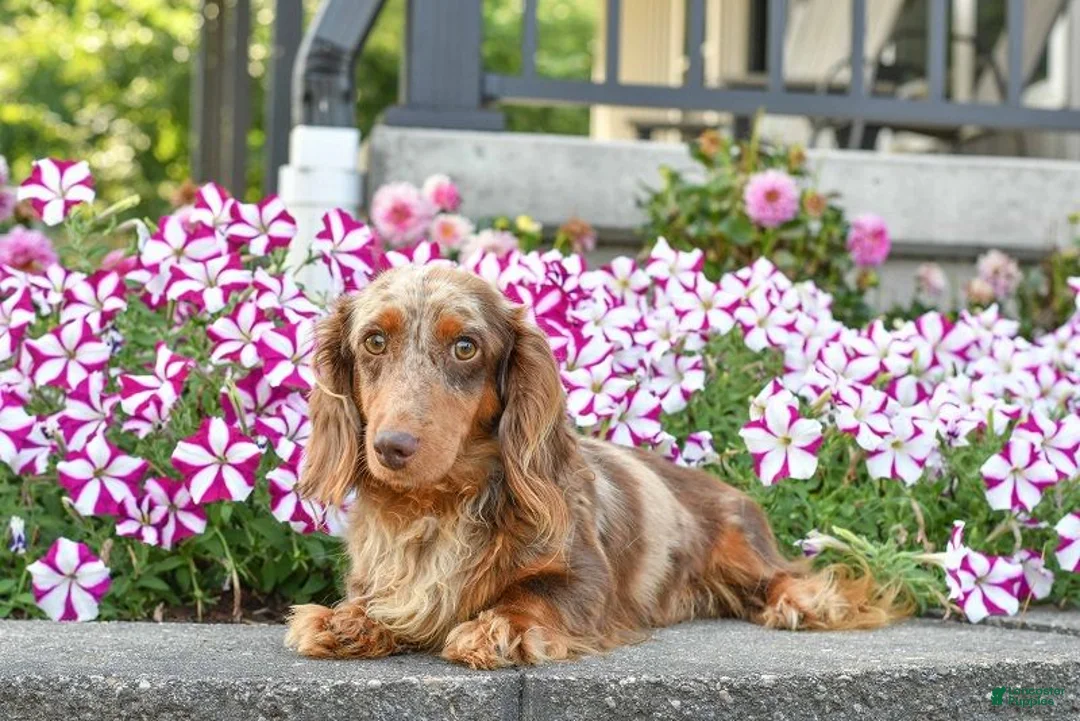 Miniature Dachshund dogs for sale: AKC-Gibson - Ad 13