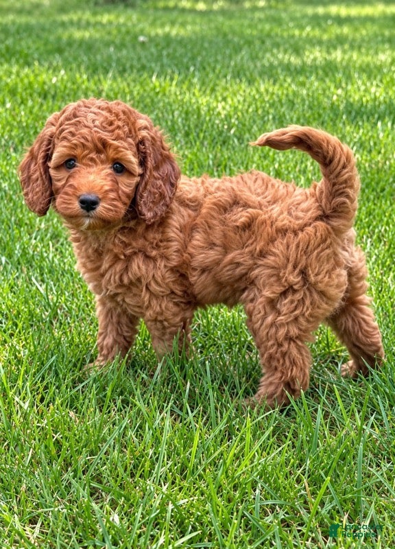Cavapoo dogs Bella - Ad 2
