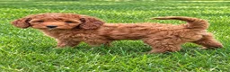 Cavapoo dogs for sale: Bella - Ad 2