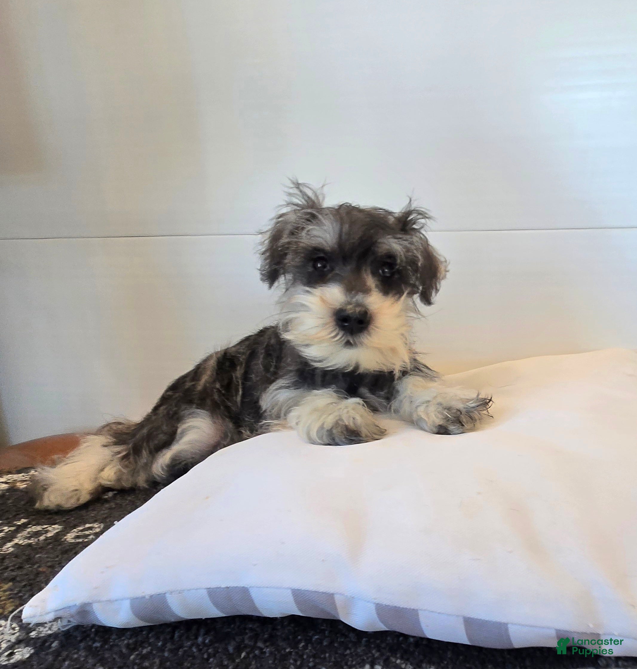 Miniature Schnauzer dogs Tessie - Ad 2