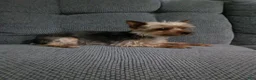 Yorkshire Terrier dogs for sale: Mitch - Ad 10