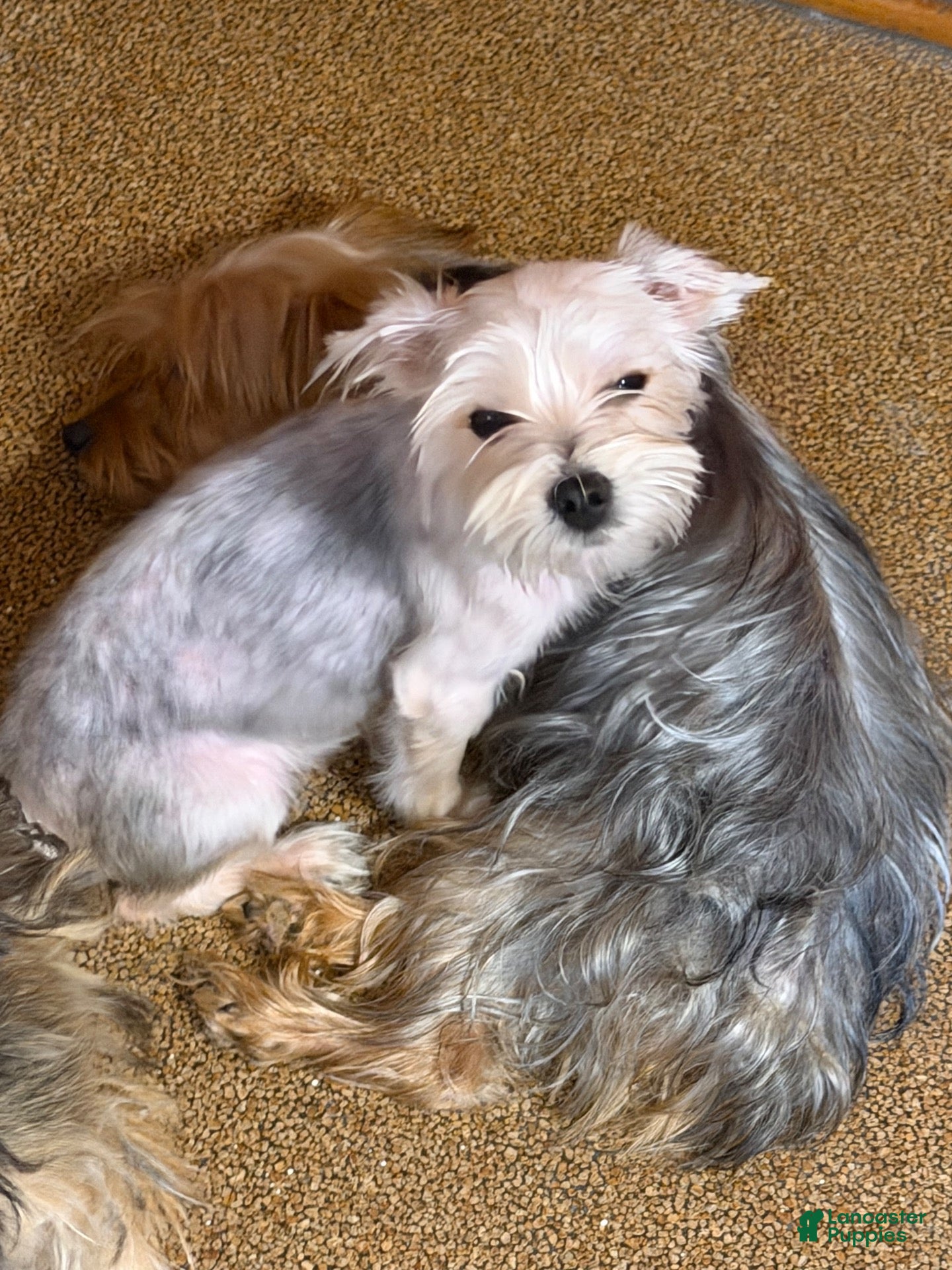 Yorkshire Terrier dogs Yorkshire Terrier 3 - Ad 9