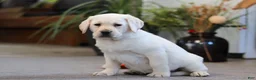 Labrador Retriever dogs for sale: Bela - Ad 3