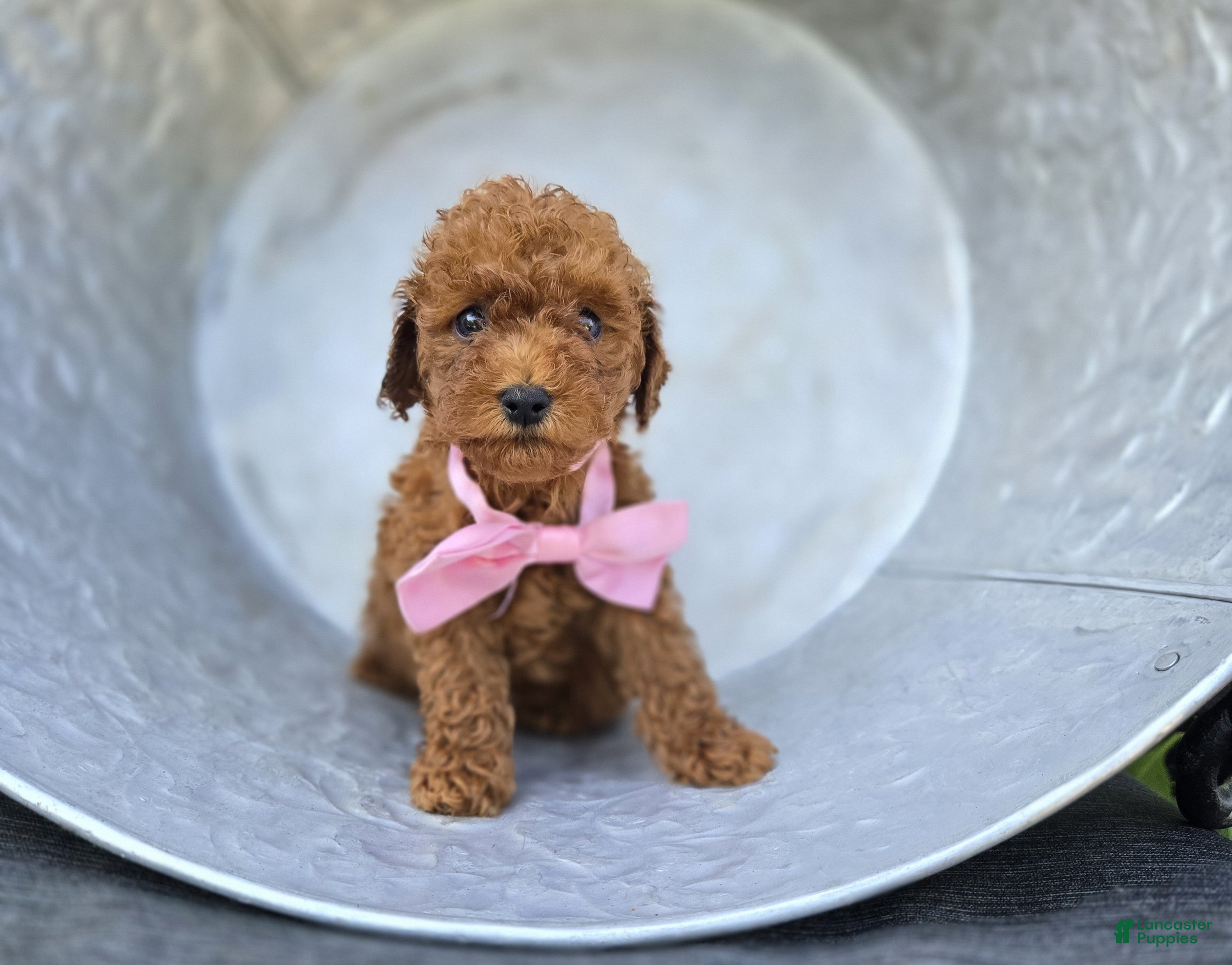 Toy Poodle dogs Bella - Ad 2