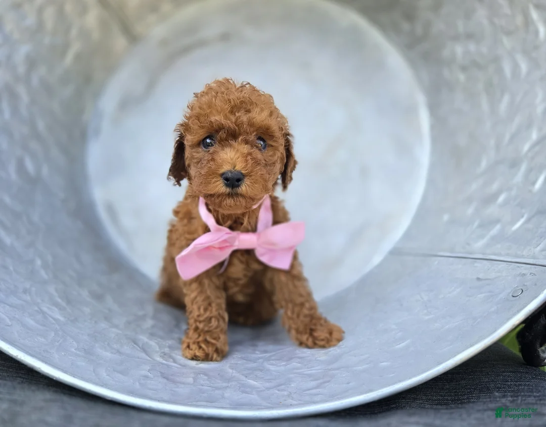 Toy Poodle dogs for sale: Bella - Ad 2