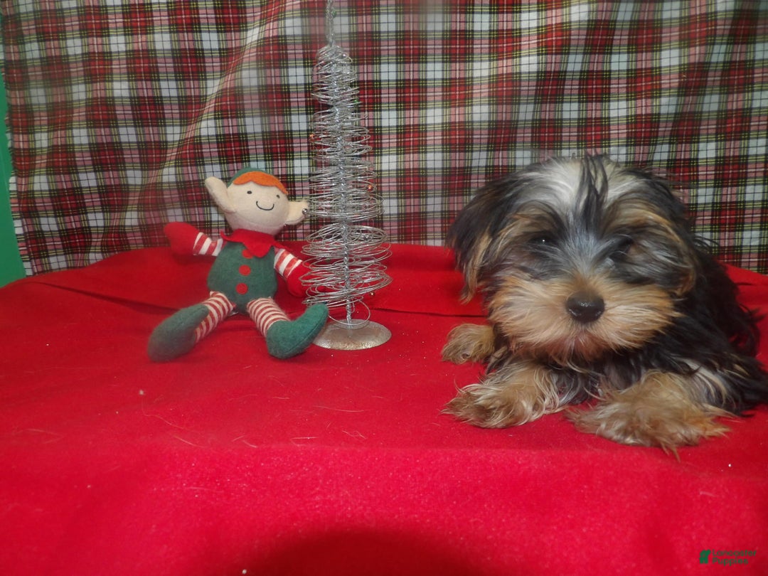 Yorkshire Terrier dogs for sale: Alex - Ad 3