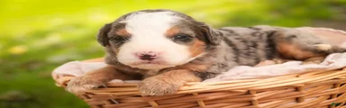 Huck F1 Mini Bernedoodle 