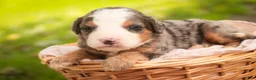 Mini Bernedoodle dogs for sale: Huck F1 Mini Bernedoodle  - Ad 10