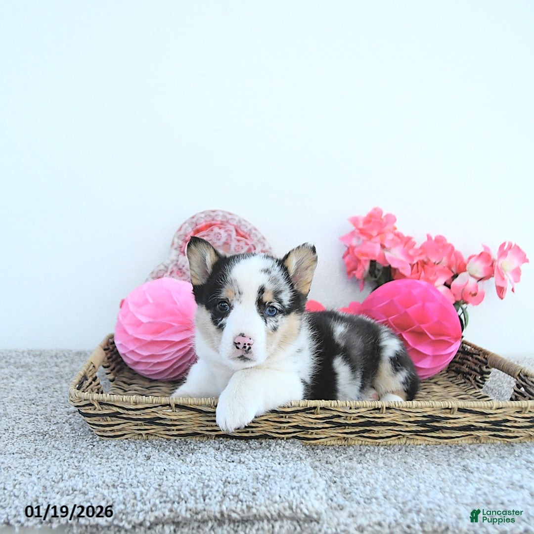 Welsh Corgi Pembroke dogs for sale: Archie - Ad 1