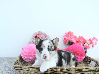 Welsh Corgi Pembroke dogs Archie - Ad 16