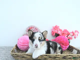 Welsh Corgi Pembroke dogs Archie - Ad 4