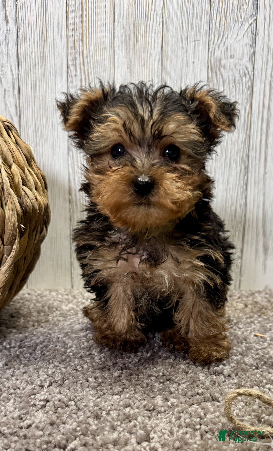 Yorkiepoo dogs for sale: Tucker - Ad 6