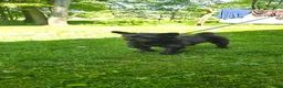 Pomapoo dogs for sale: Pomapoo 3 - Ad 6
