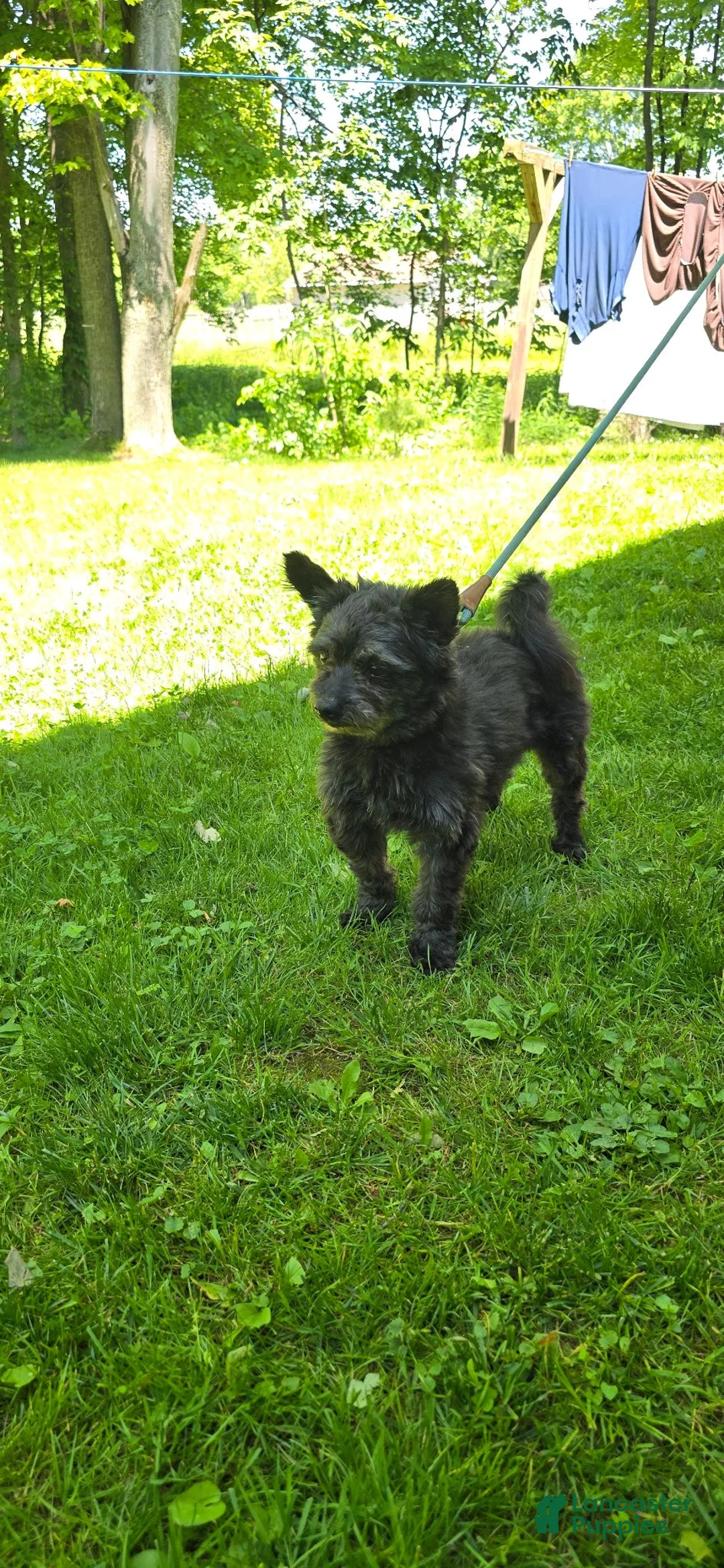 Pomapoo dogs for sale: Pomapoo 3 - Ad 6