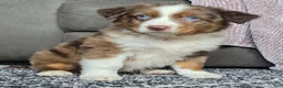 Australian Shepherd dogs for sale: Arnie - Ad 8