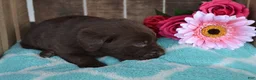 Labrador Retriever dogs for sale: Layna - Ad 2
