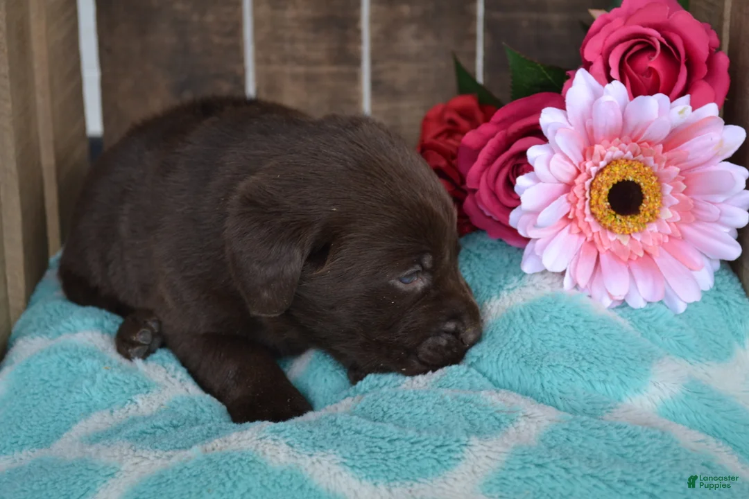 Labrador Retriever dogs for sale: Layna - Ad 2