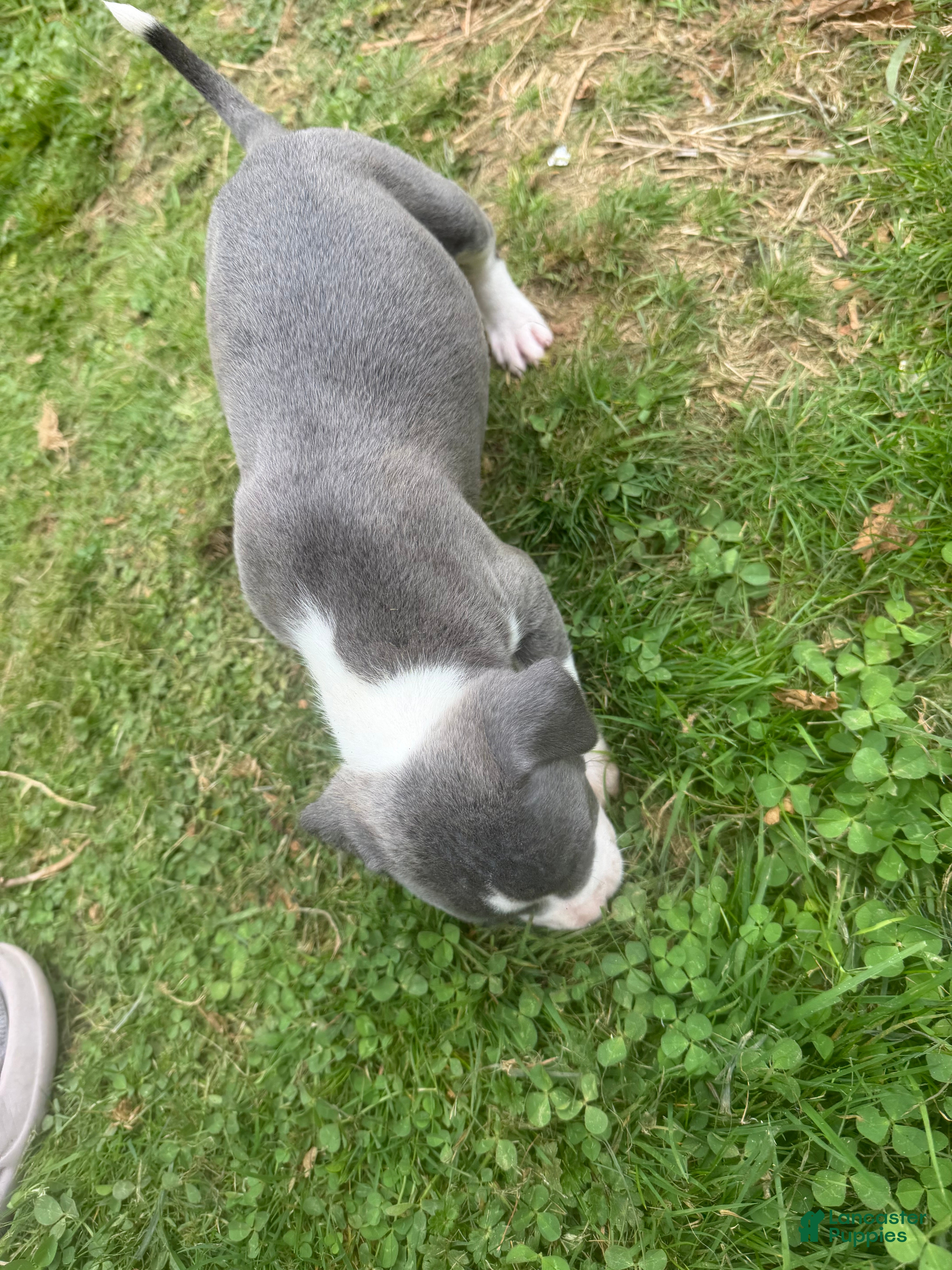 Mixed Breed dogs Mixed Breed 7 - Ad 16