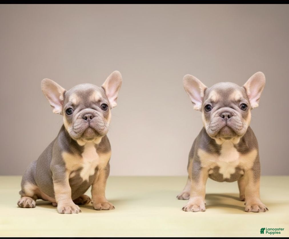 French Bulldog dogs  Puppy 3 - Ad 26