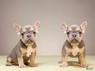 French Bulldog dogs Puppy 3 - Ad 18