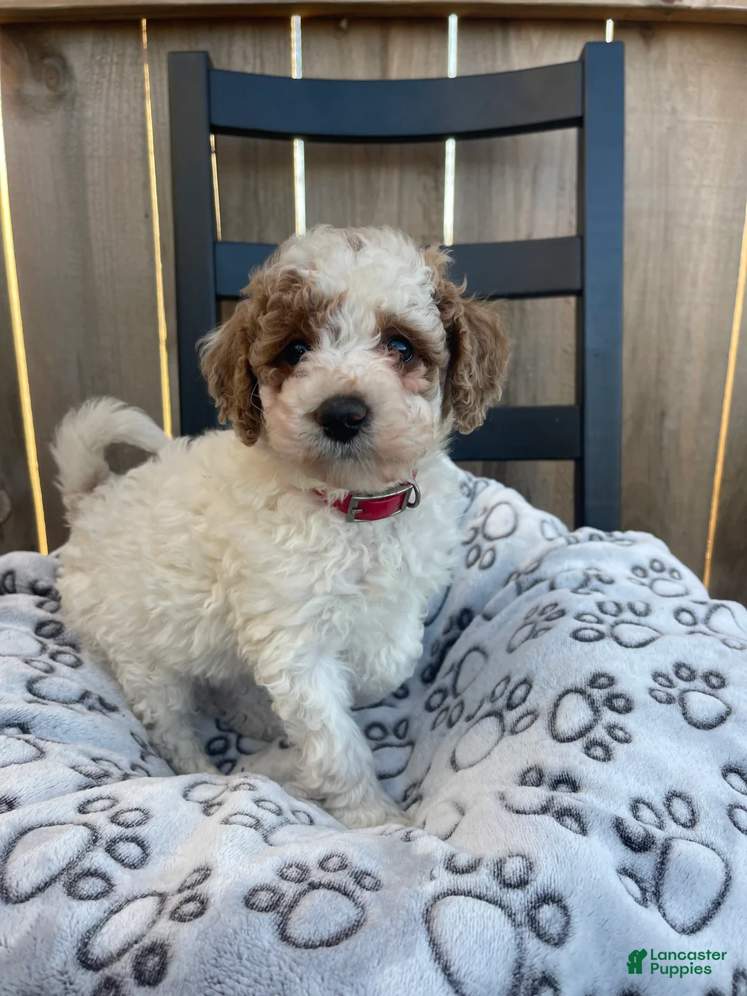 Mini Goldendoodle dogs for sale: Buddy (mini goldendoodle) - Ad 6