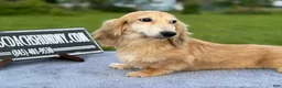 Miniature Dachshund dogs for sale: Cream - Ad 6