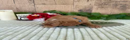 Mini Goldendoodle dogs for sale: Mr. Whaler - Ad 4