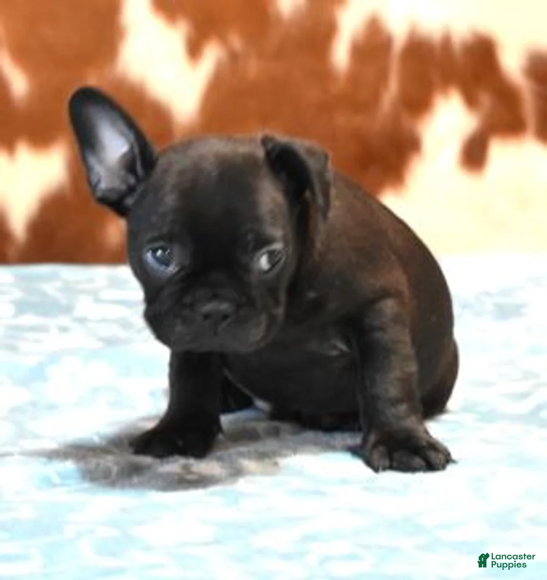 French Bulldog dogs for sale: CHANCE - BLACK - Ad 3