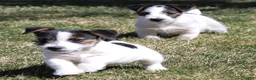 Jack Russell Terrier dogs for sale: Warren shorty male with wide white blaze - Ad 4