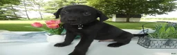 Sheprador dogs for sale: Sheprador 1 Casper - Ad 1