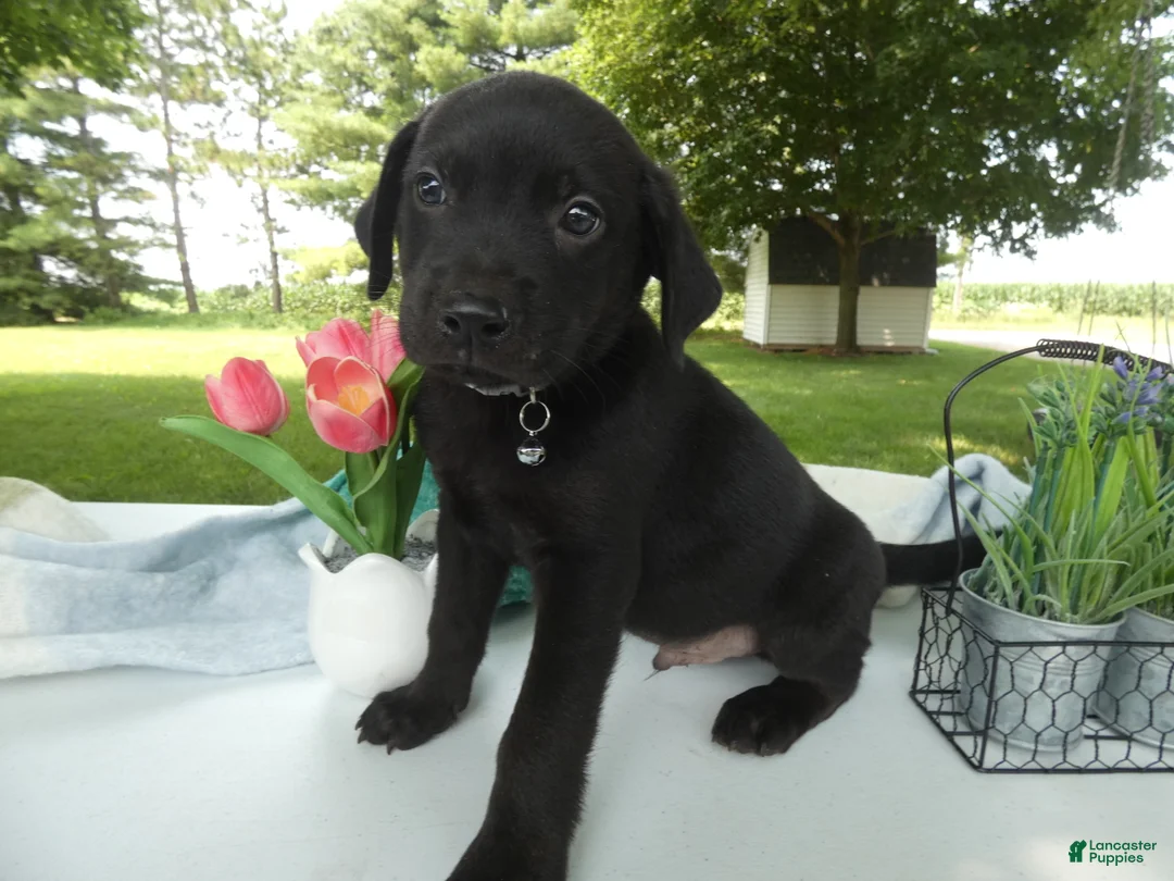 Sheprador dogs for sale: Sheprador 1 Casper - Ad 1