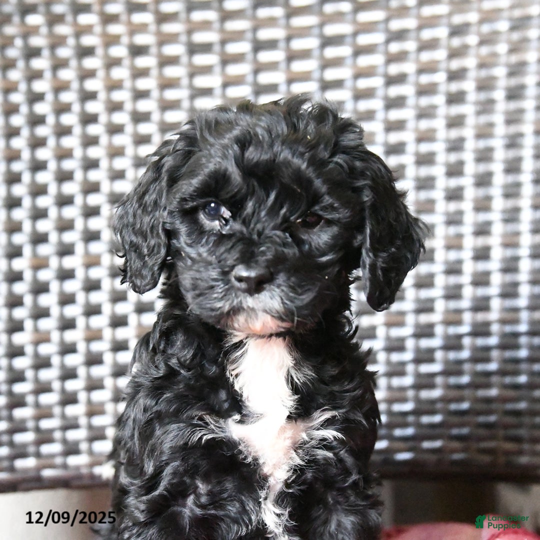 Cockapoo dogs for sale: Maggie - Ad 4