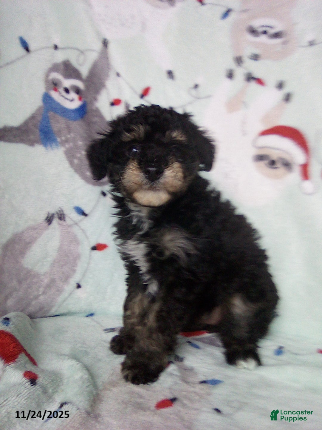 Toy Poodle dogs for sale: Rosetta - Ad 1