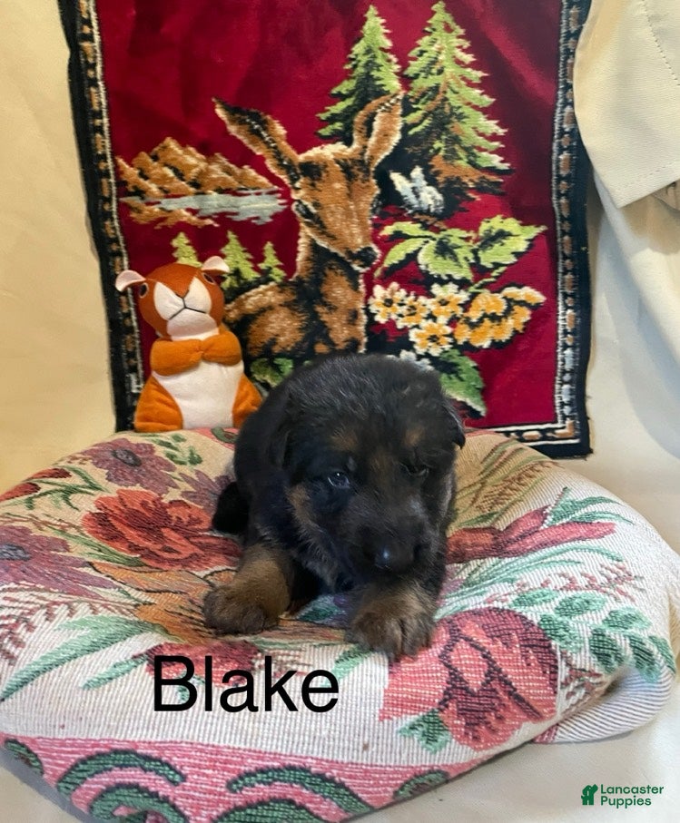 German Shepherd dogs Blake - Ad 1