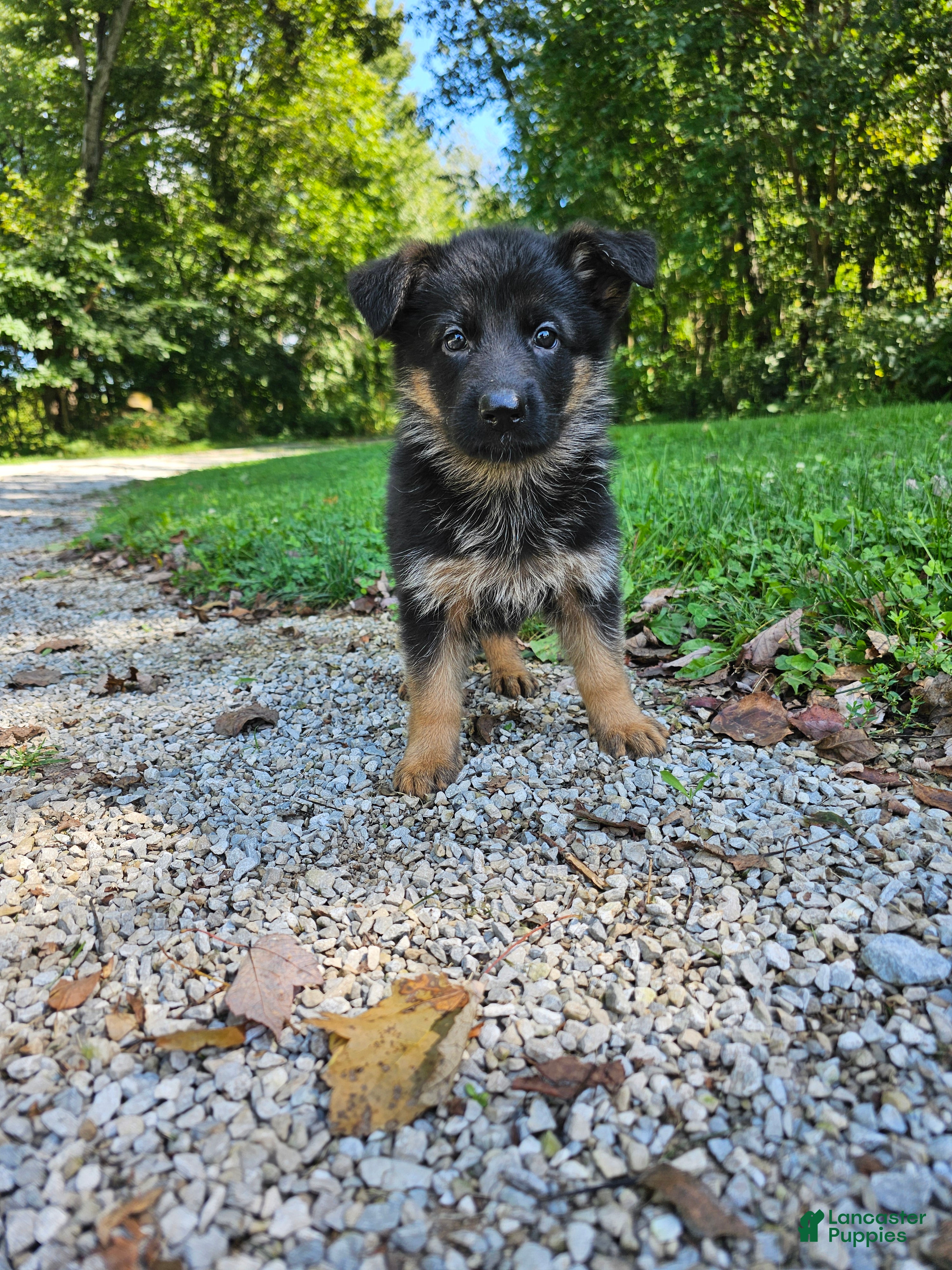 German Shepherd dogs Sosha - Ad 1