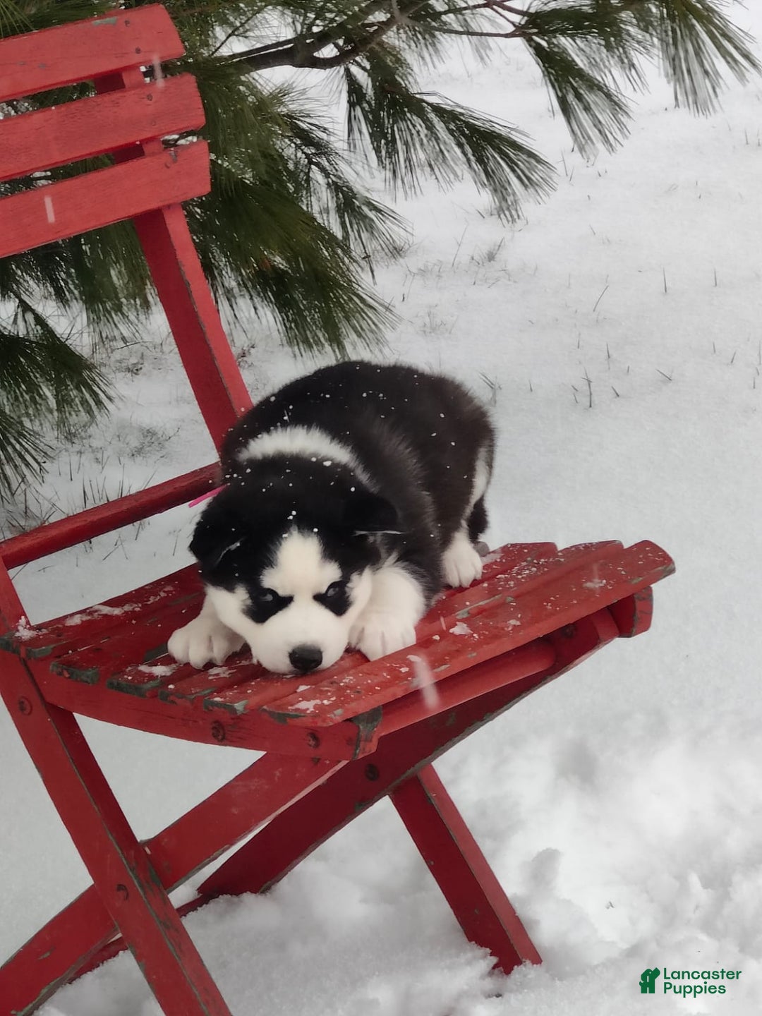 Siberian Husky dogs for sale: Jaidus - Ad 10