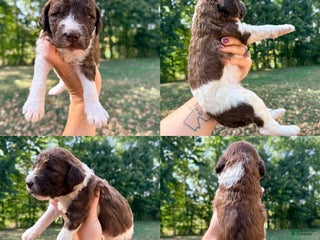 Saint Berdoodles dogs - Ad 40