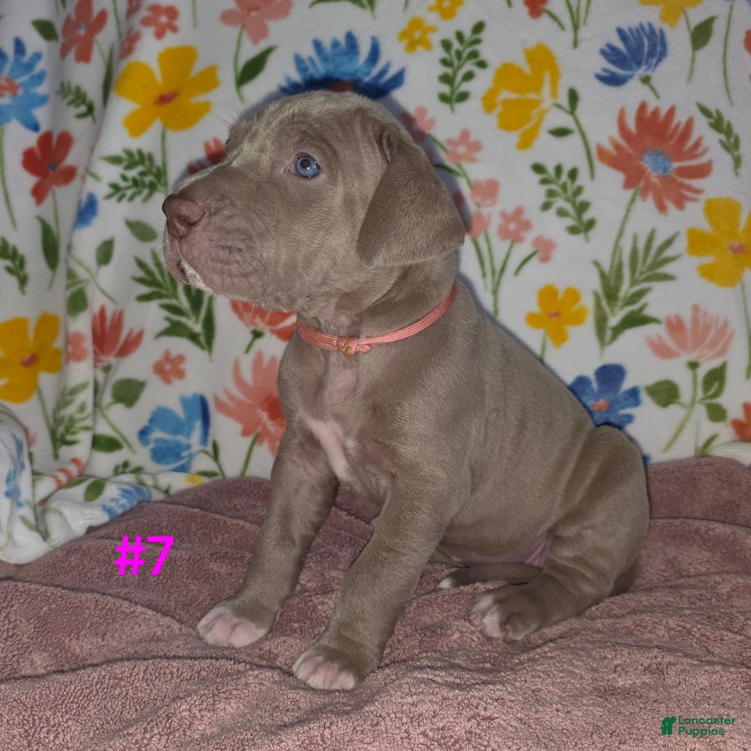 Great Dane dogs for sale: Great Dane Puppy 7 - Ad 5