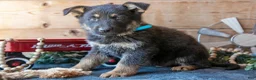 German Shepherd dogs for sale: Max - Ad 3