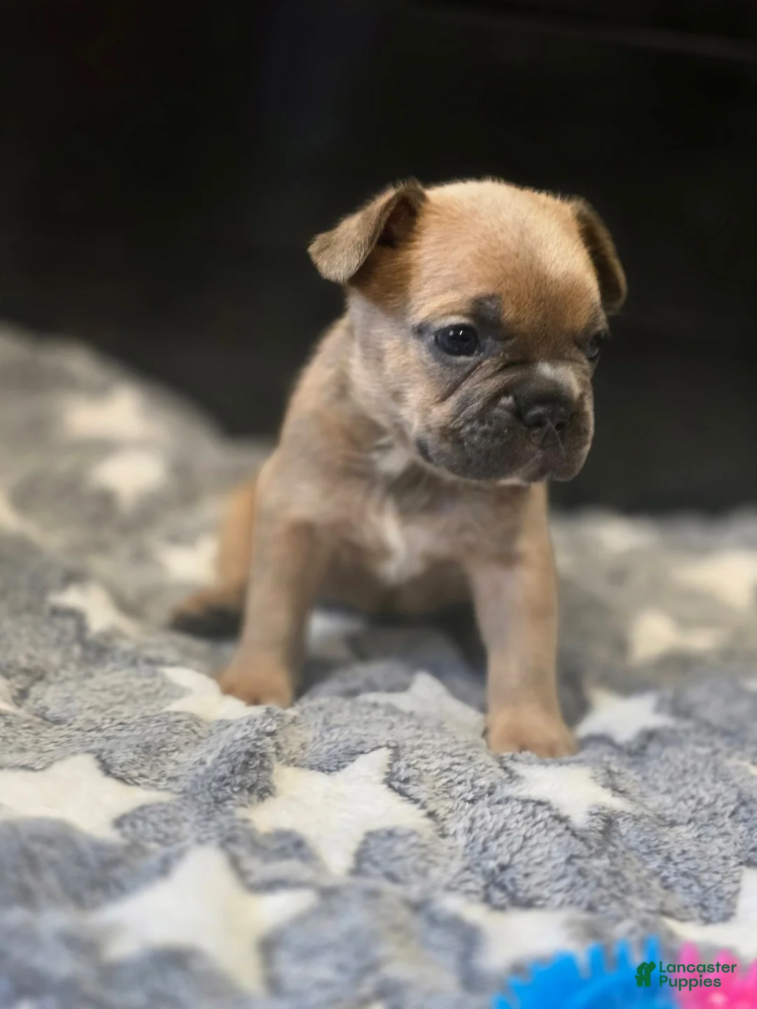 French Bulldog dogs for sale: Teddy - Ad 2