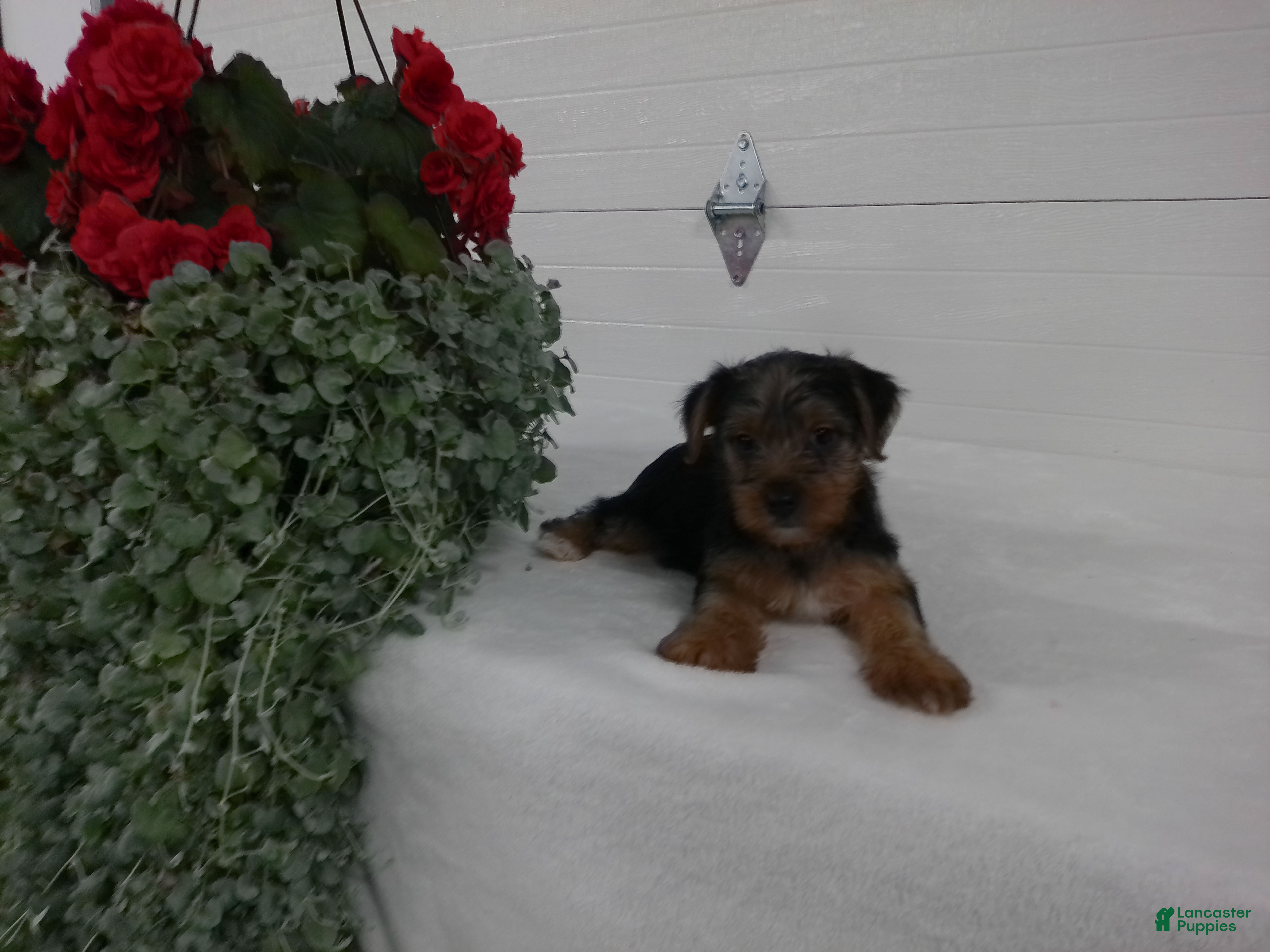 Yorkshire Terrier dogs Roscoe  - Ad 2